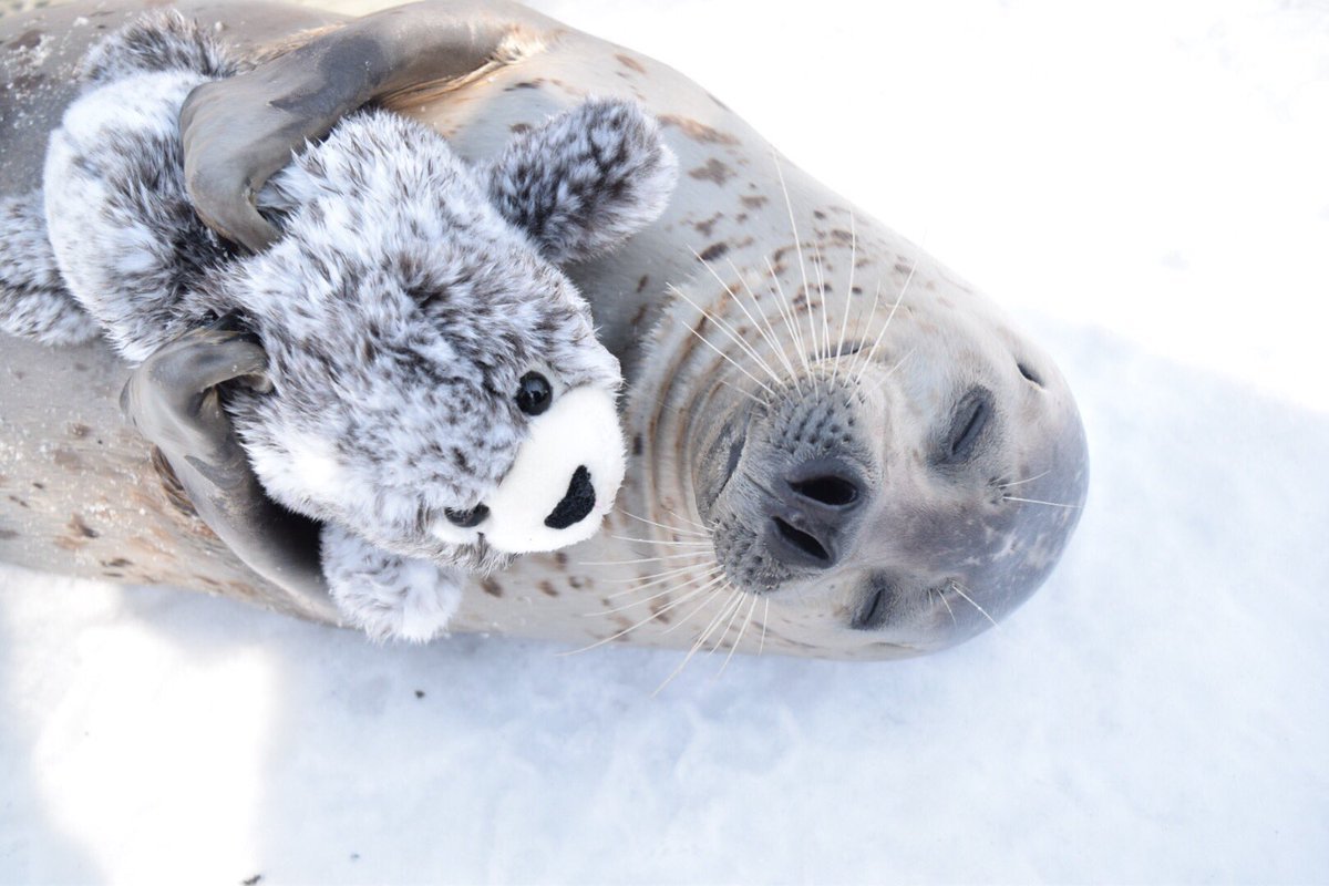 Белек нерпы