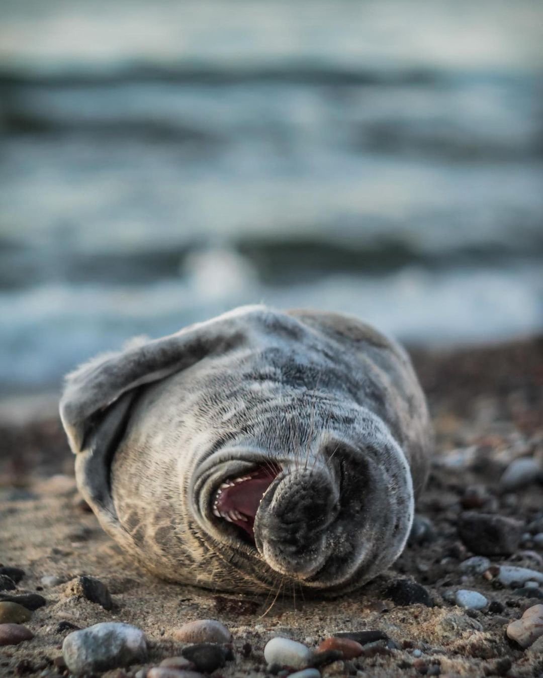 Морские котики в позе