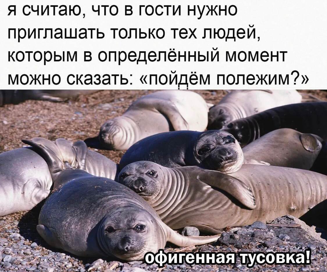 Мемы с тюленями