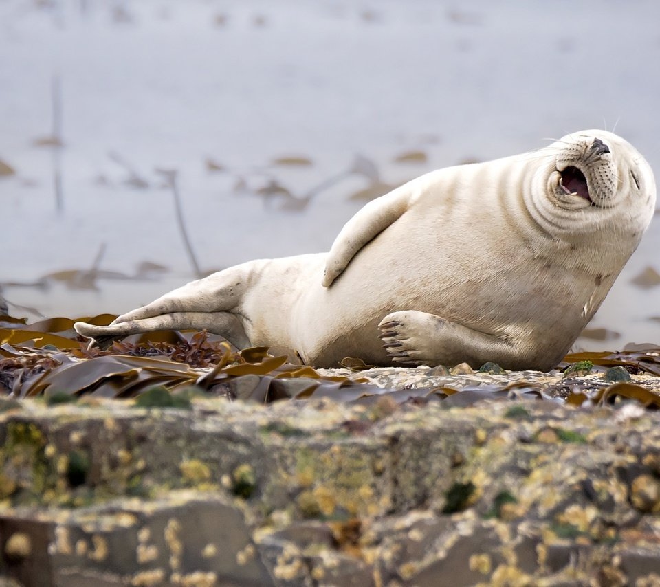 Балтийский тюлень