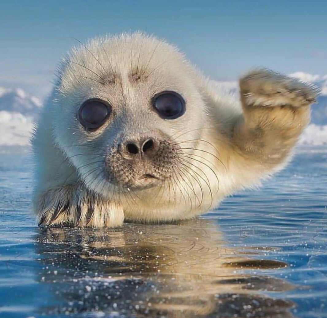 Белек нерпы