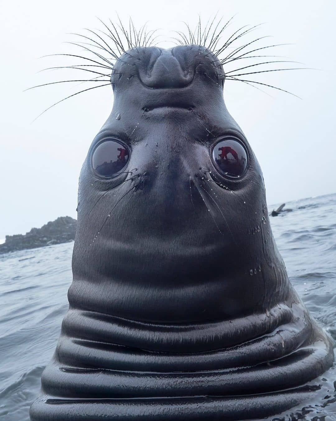 Смешные морские животные