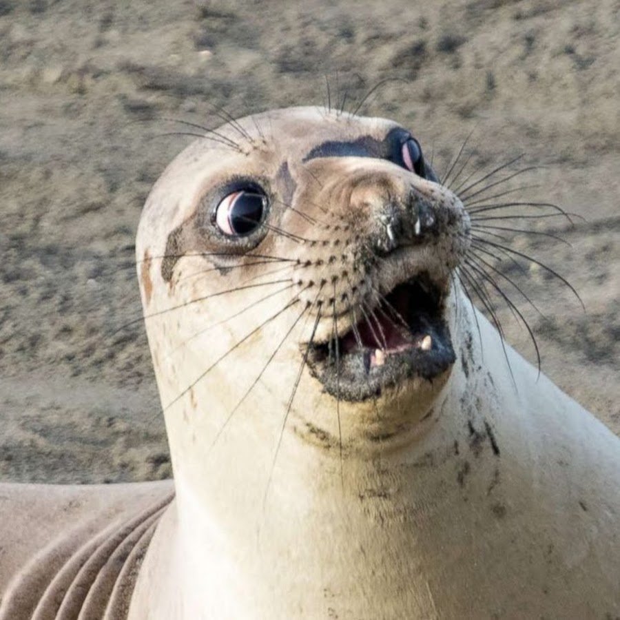 Тюлень картинки смешные