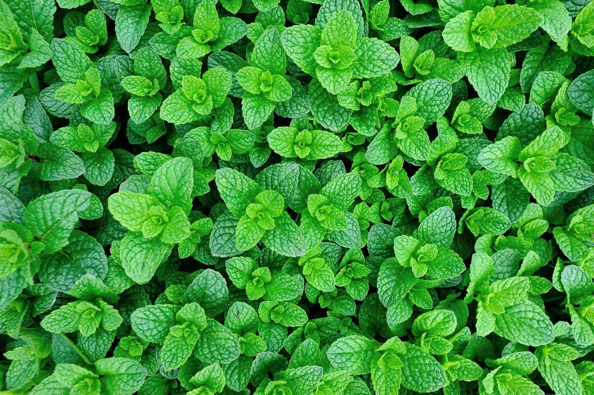 Мята перечная листья