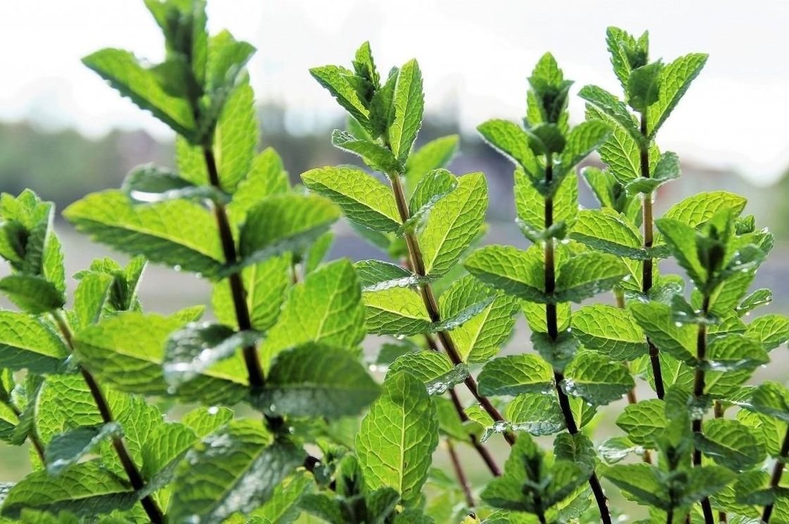 Мята перечная (Mentha piperita) корень