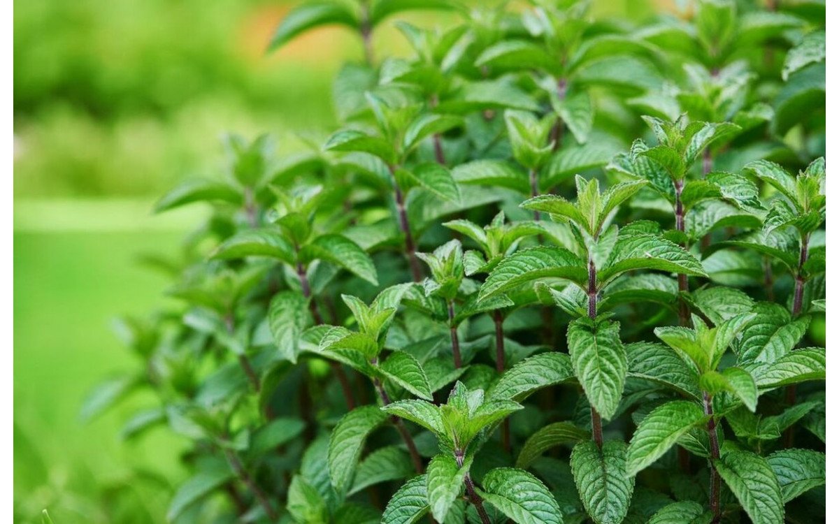 Мята перечная чай