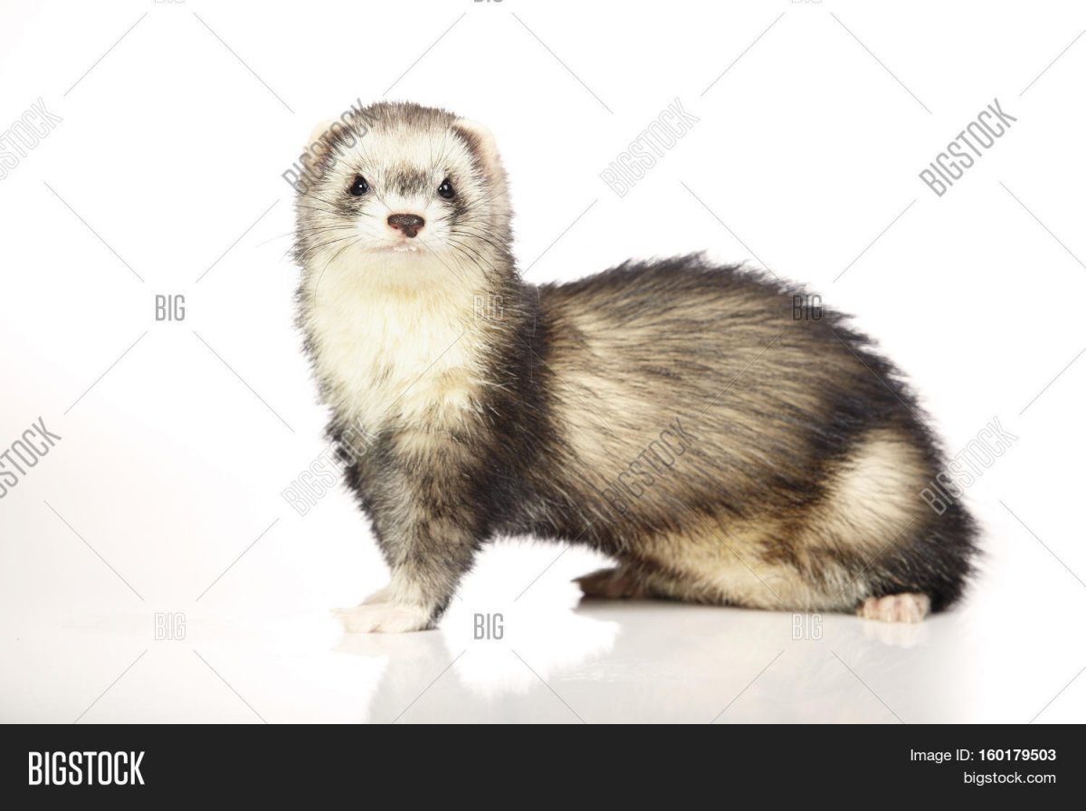 Лесной хорёк