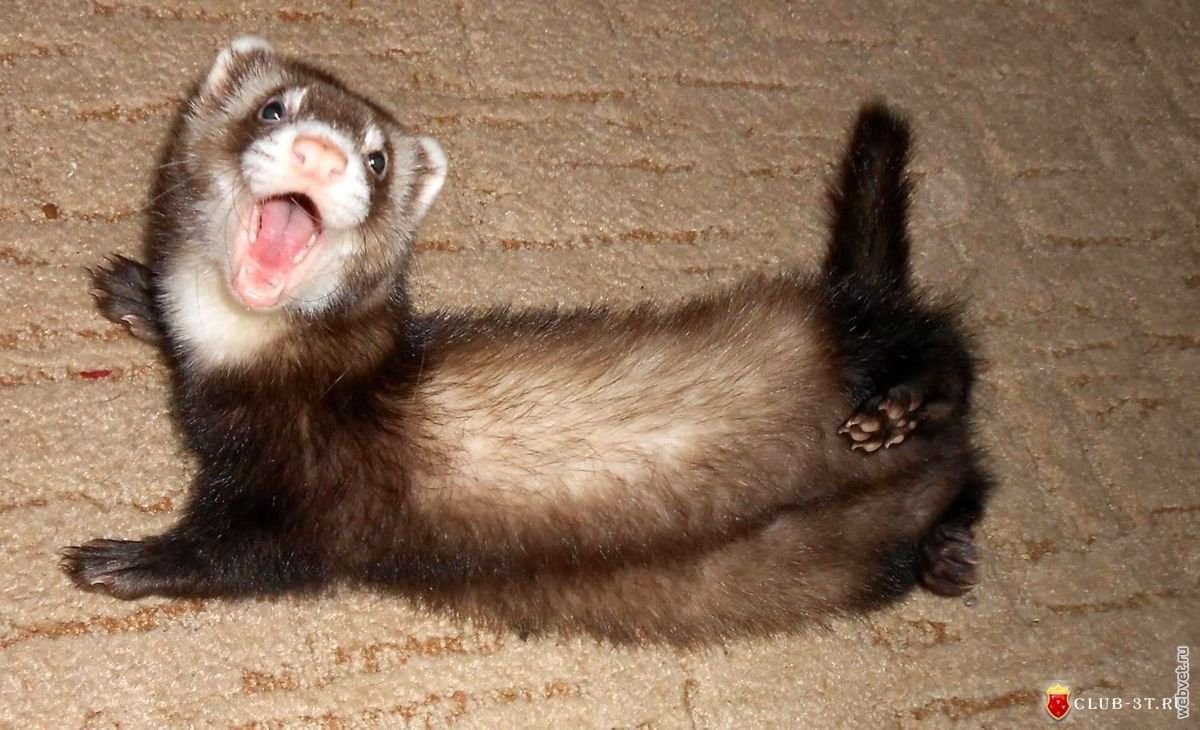 Белый хорёк Эстетика