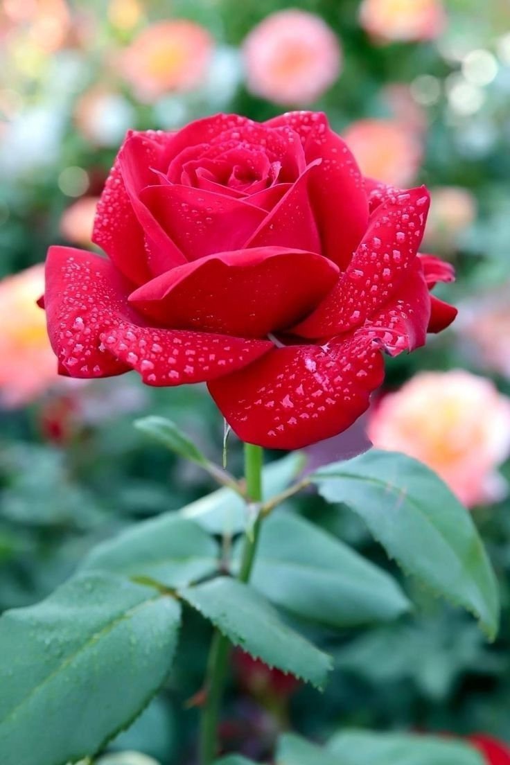 Роза билона