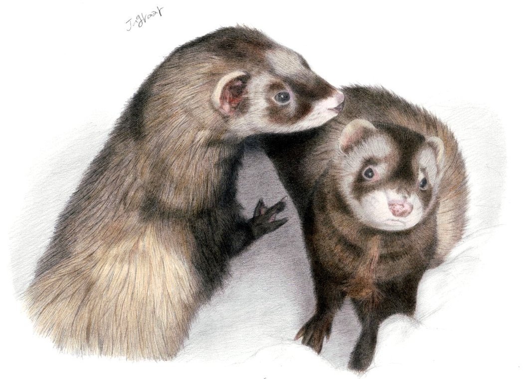 Хорек картинка для детей