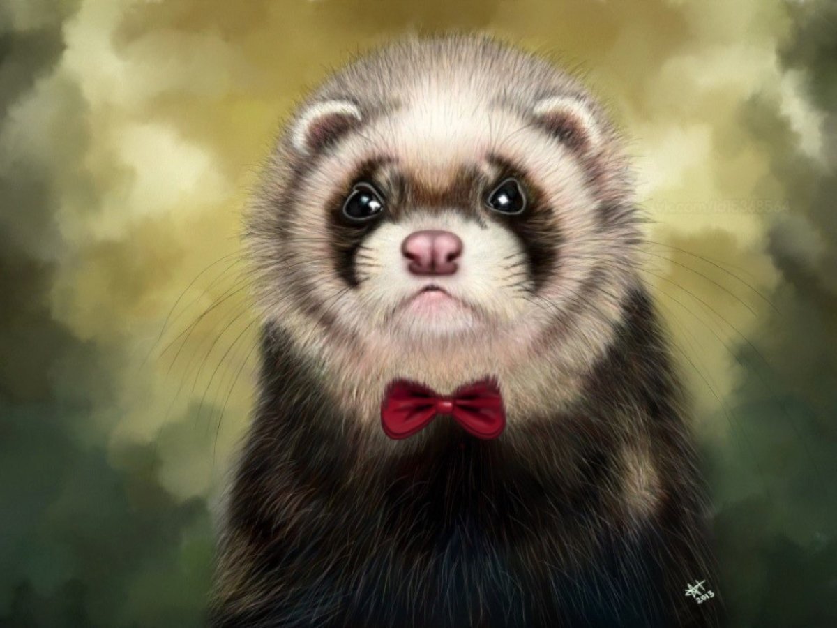 Хорек стикер