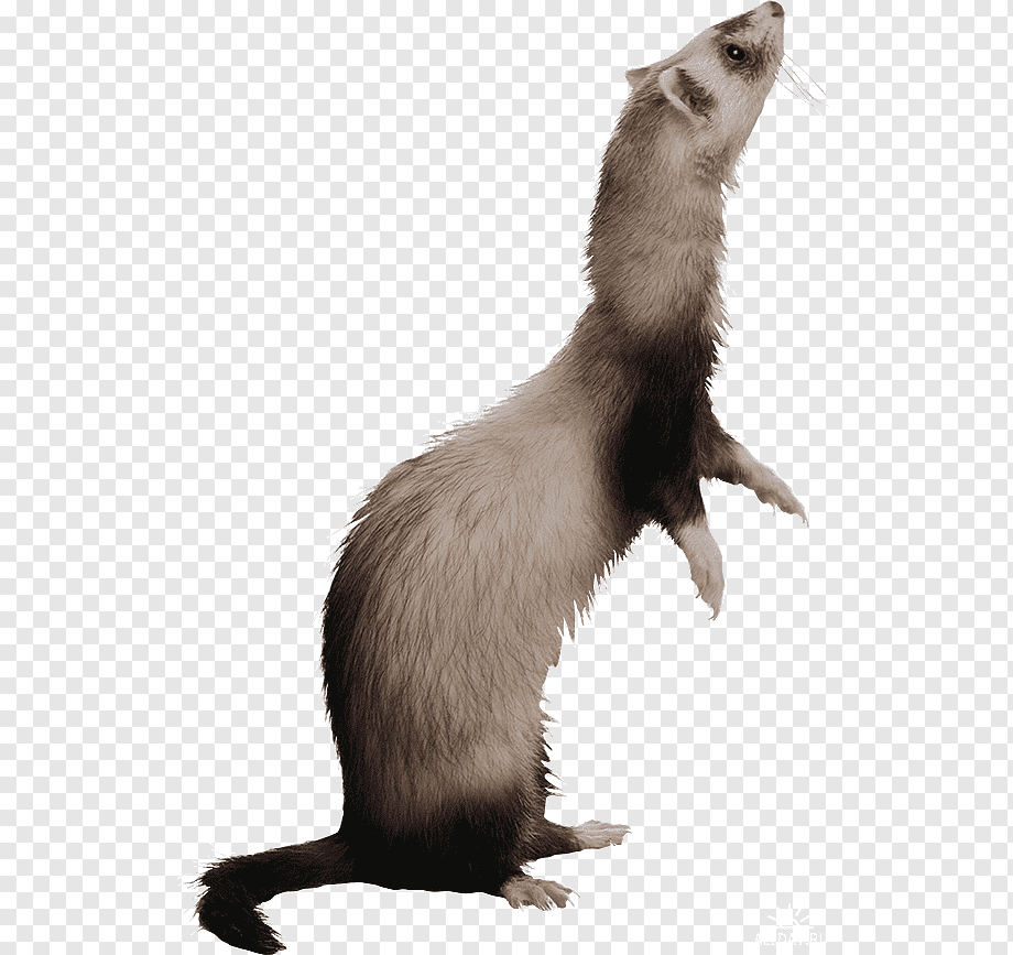 Хорёк сидит вид сбоку