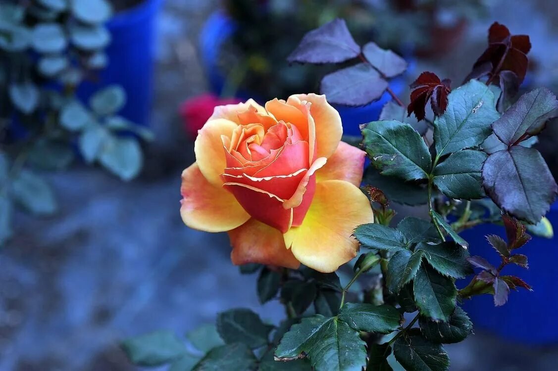 Красивые цветущие розы