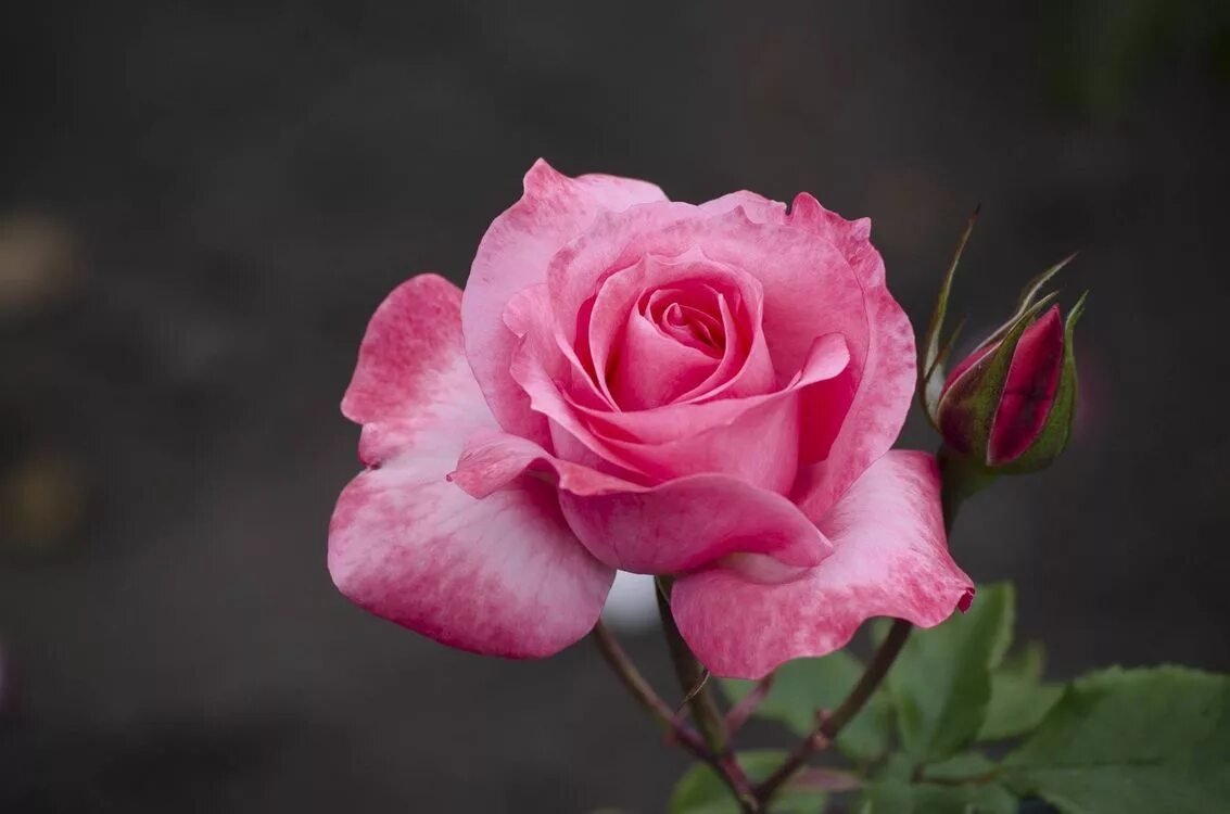 Роза грандиоза