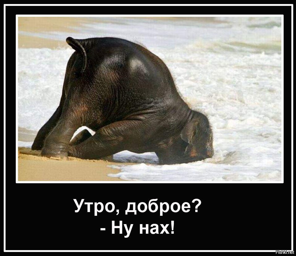 Смешные цитаты про мотивацию