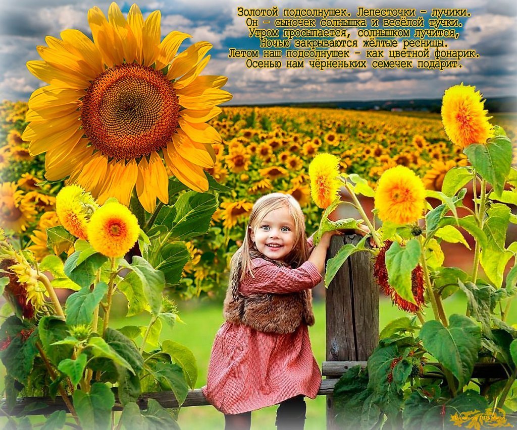 Доброе утро Подсолнухи