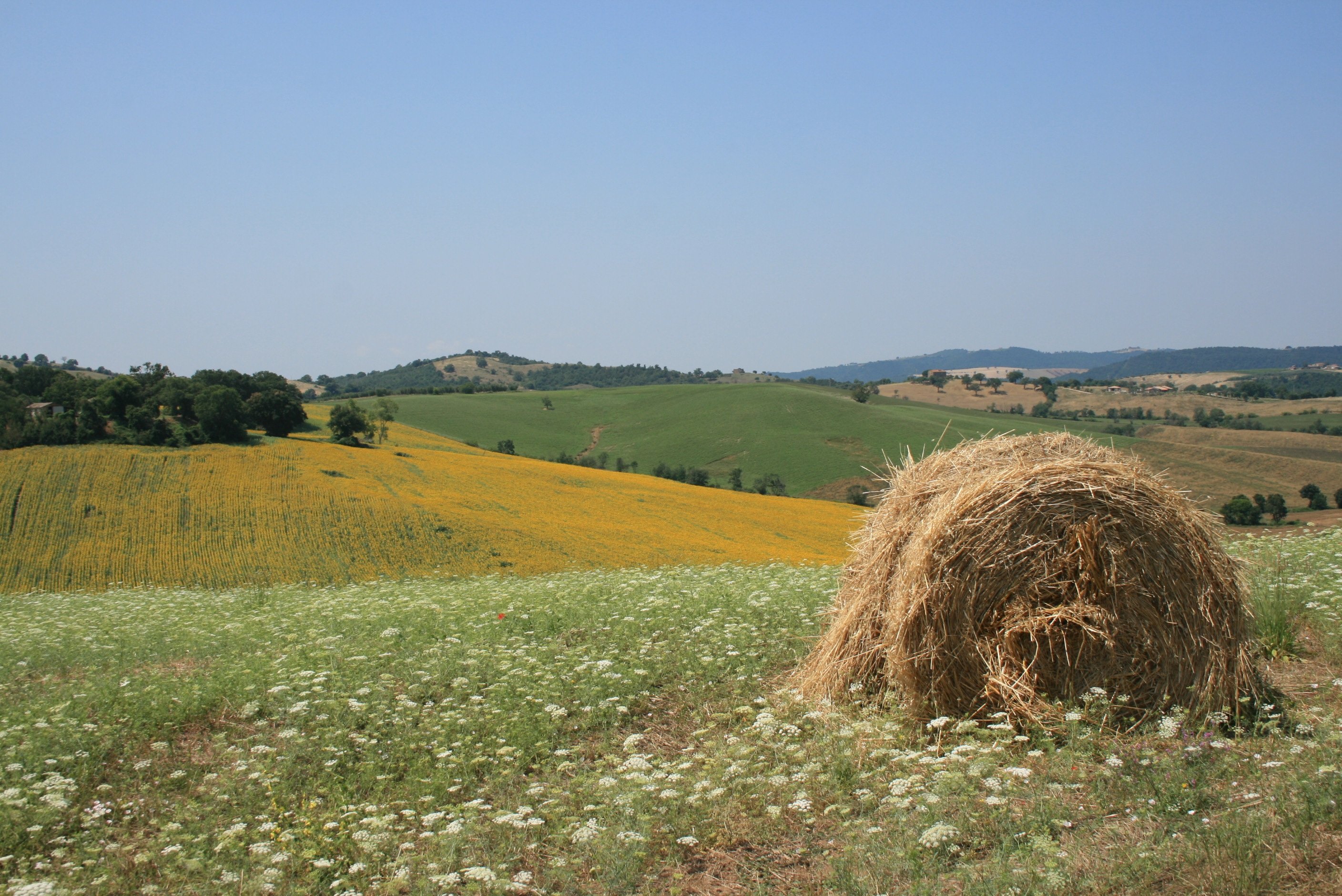 С трех лугов собрали 197 ц сена. Тоскана Италия стога сена. Холмы стога сена Тоскана. Скирда сноп. Сенокос в Тоскане.