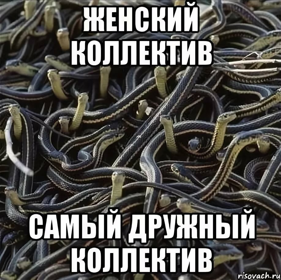 Кот среди сурикатов