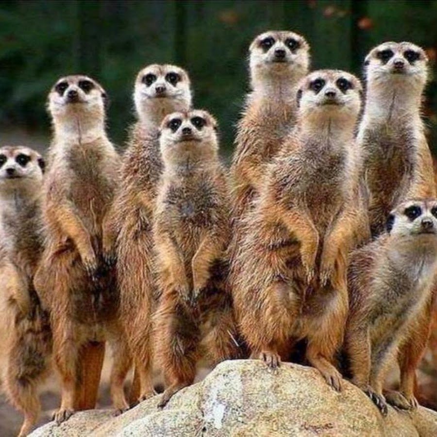 Четыре подруги смешно