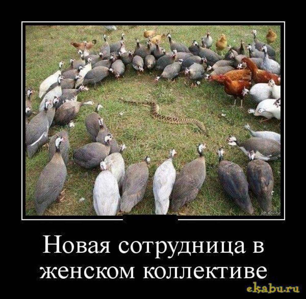 Анекдоты про женский коллектив