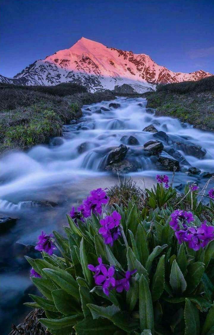 Горный Алтай пейзажи с цветами