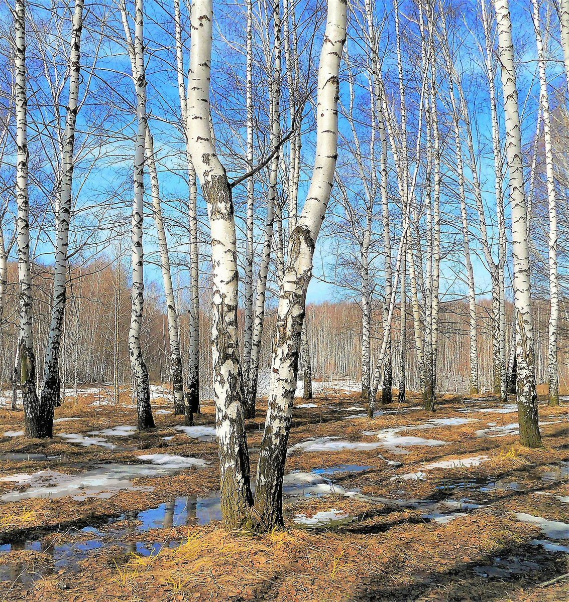 Березовая роща ранней весной
