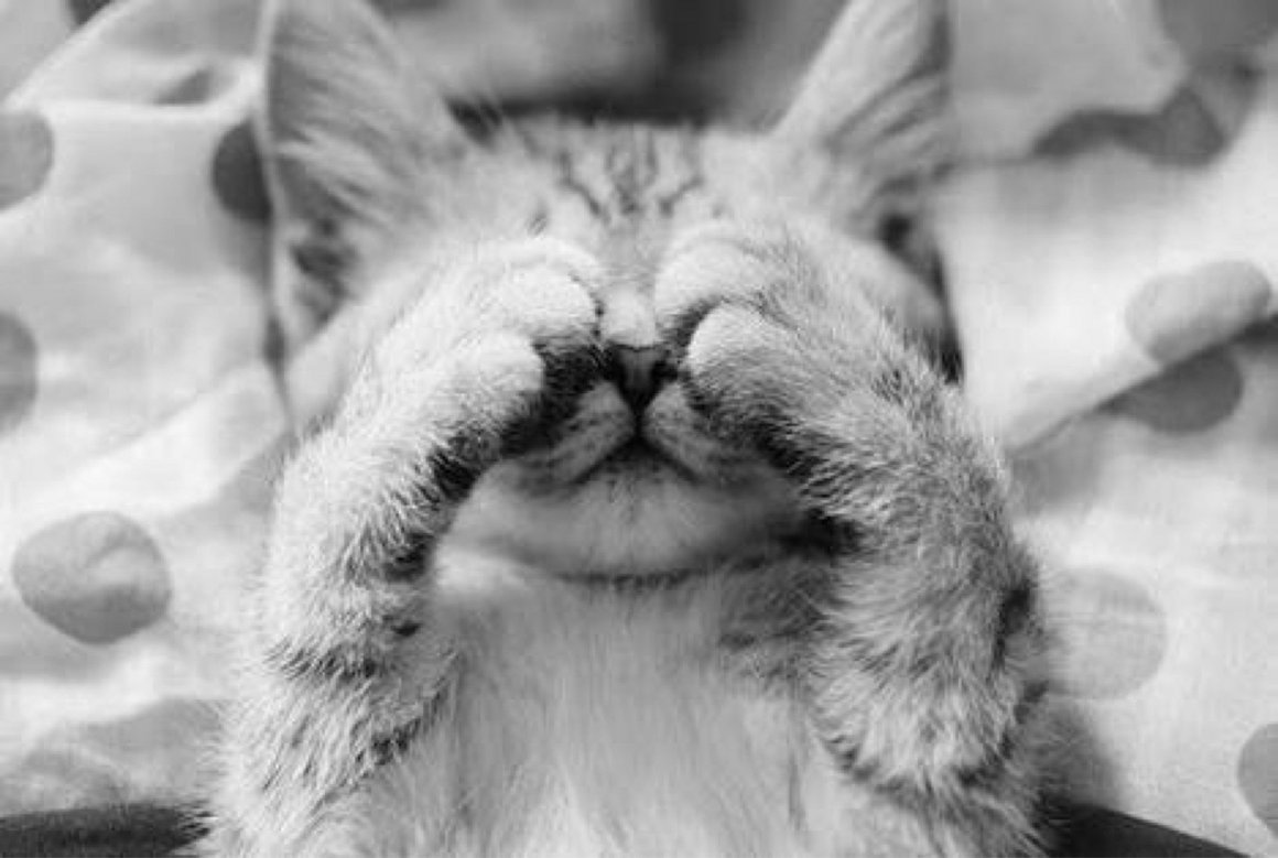 Открытки с добрым утром понедельника