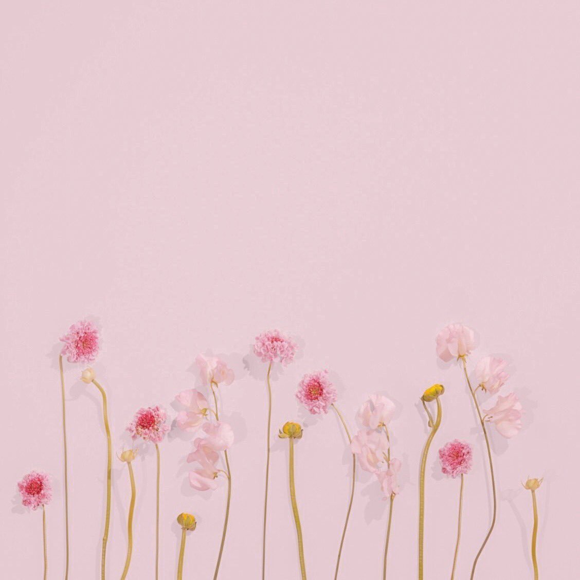 Цветы на Светлом фоне