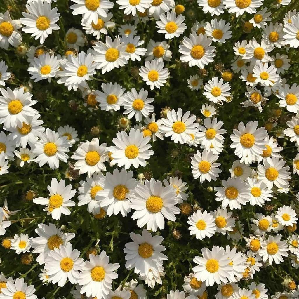 Ромашки Эстетика