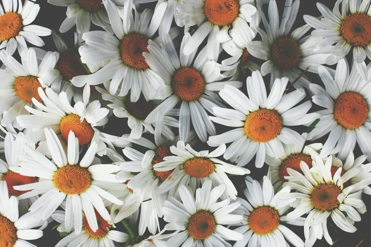 Ромашка декоративная