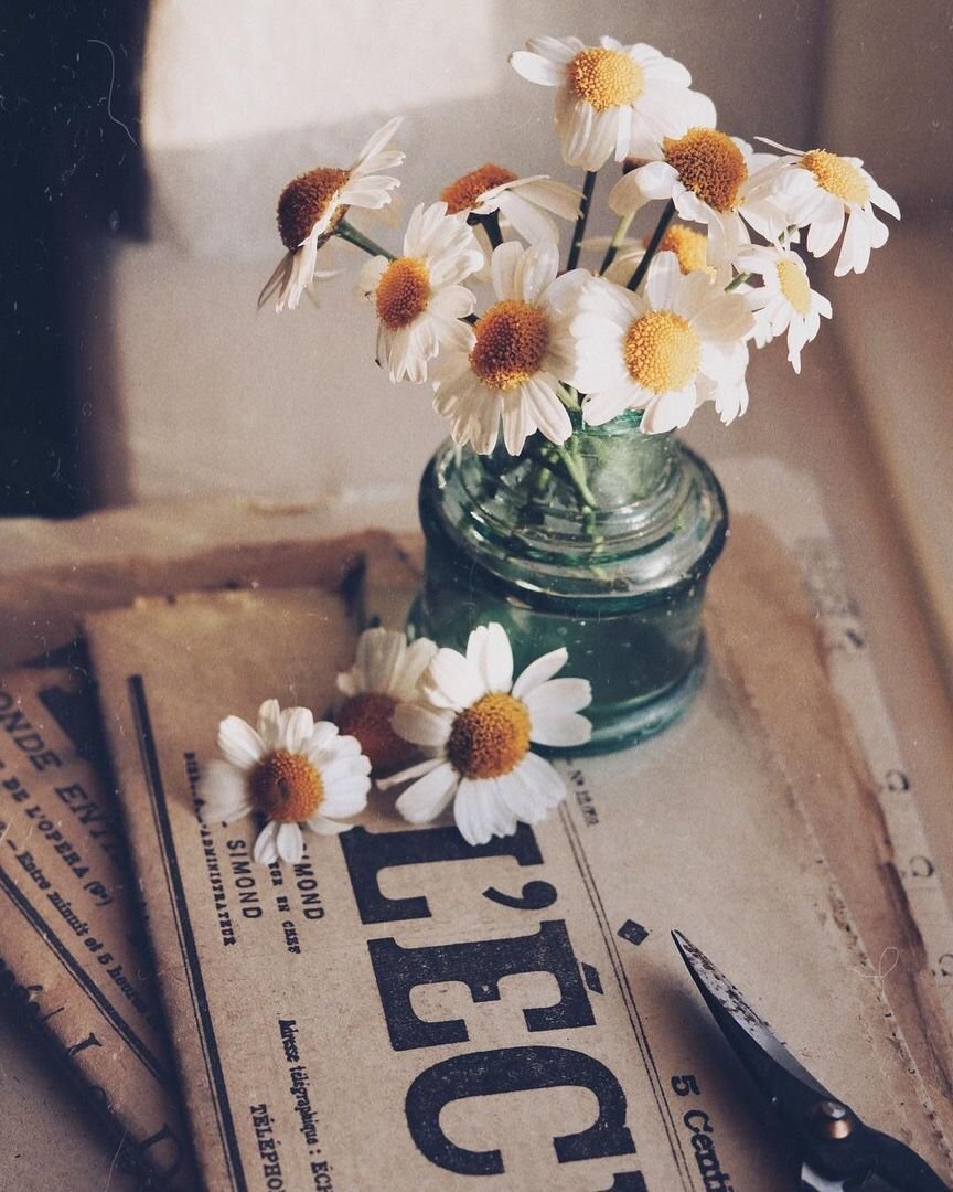 Цветы Эстетика ромашки