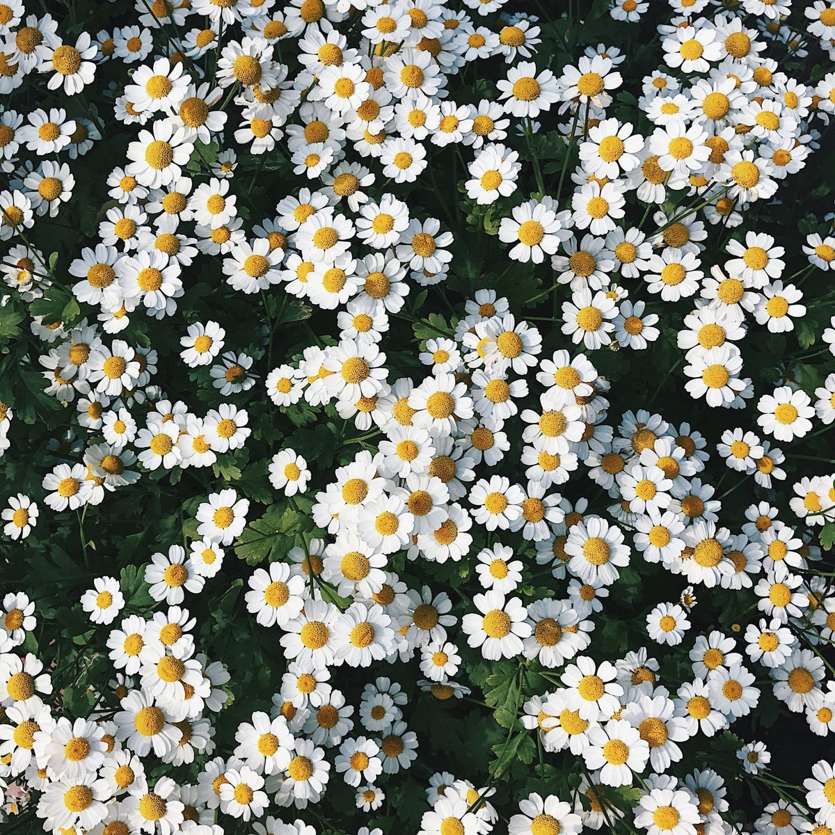 Цветы Эстетика ромашки