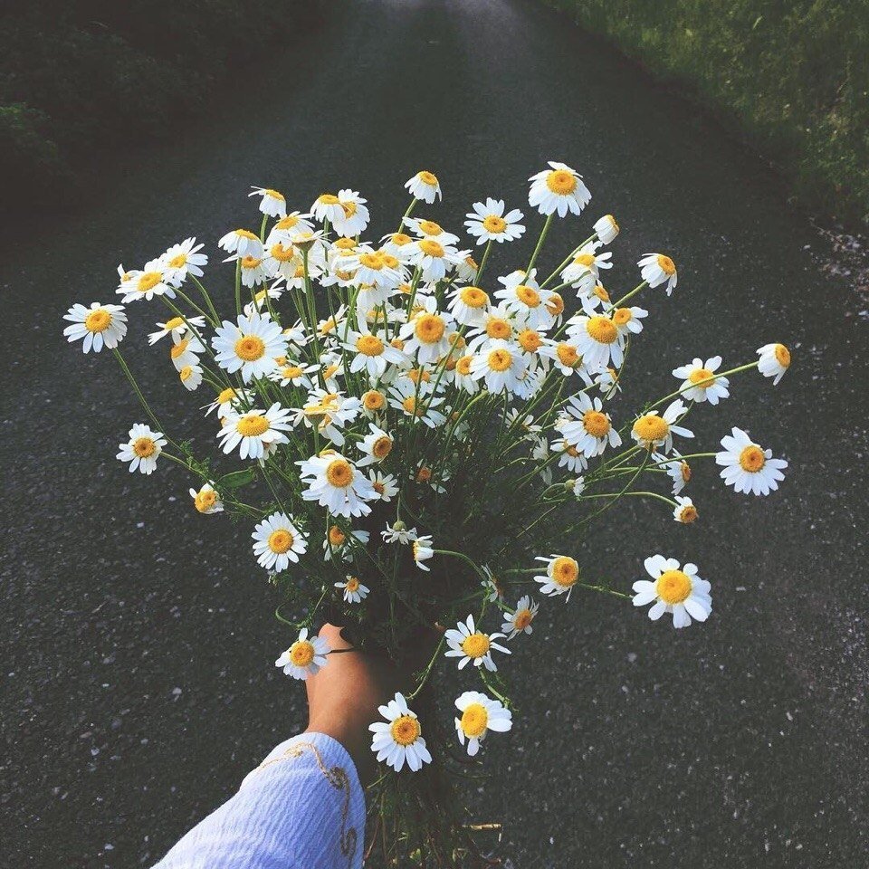 Эстетика цветов ромашки