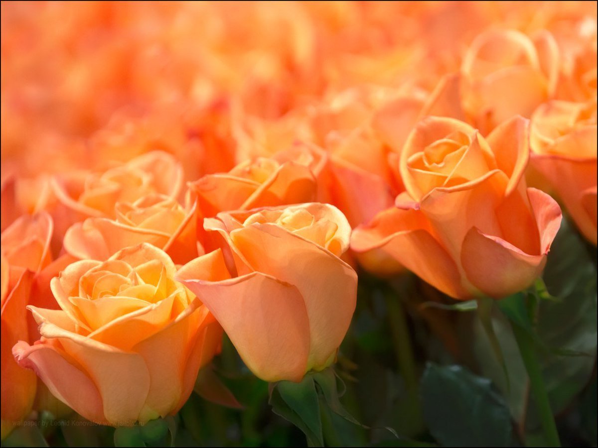 Нежно оранжевые розы