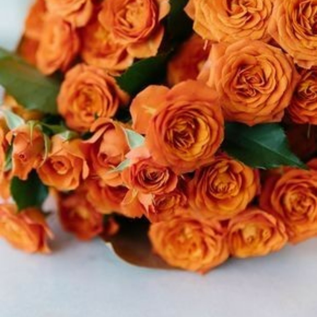 Роза оранжевая (30-40 см.)