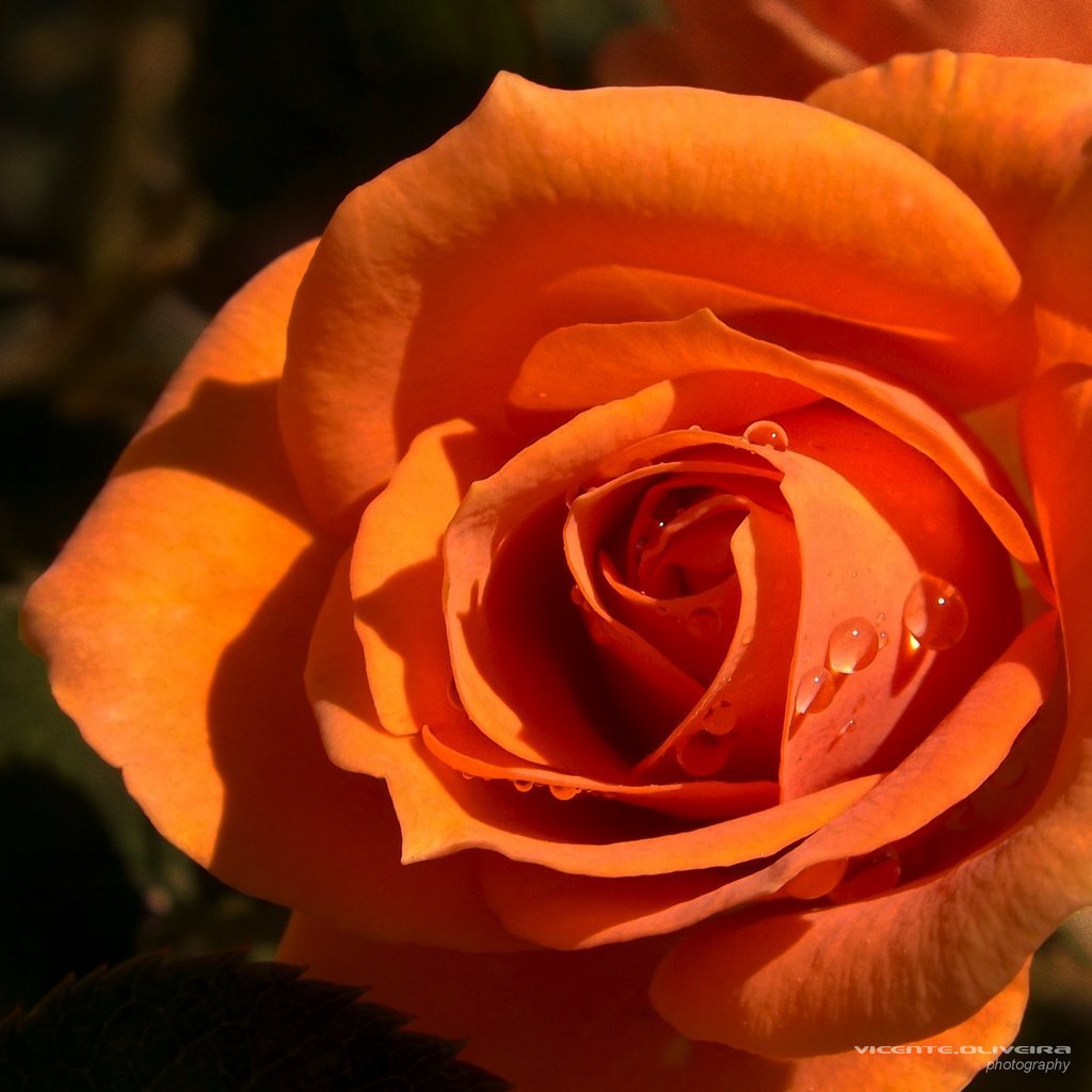 Оранжевые розы Эстетика