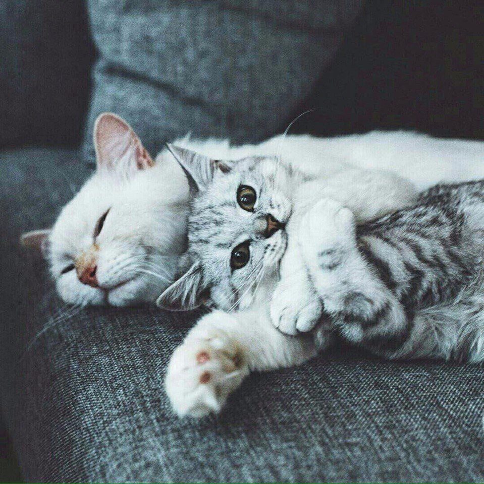 Милые котики обнимаются