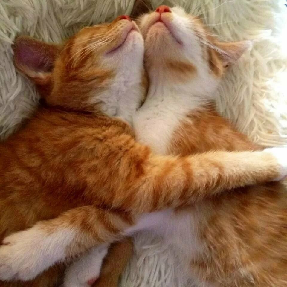 Кошки спят в обнимку