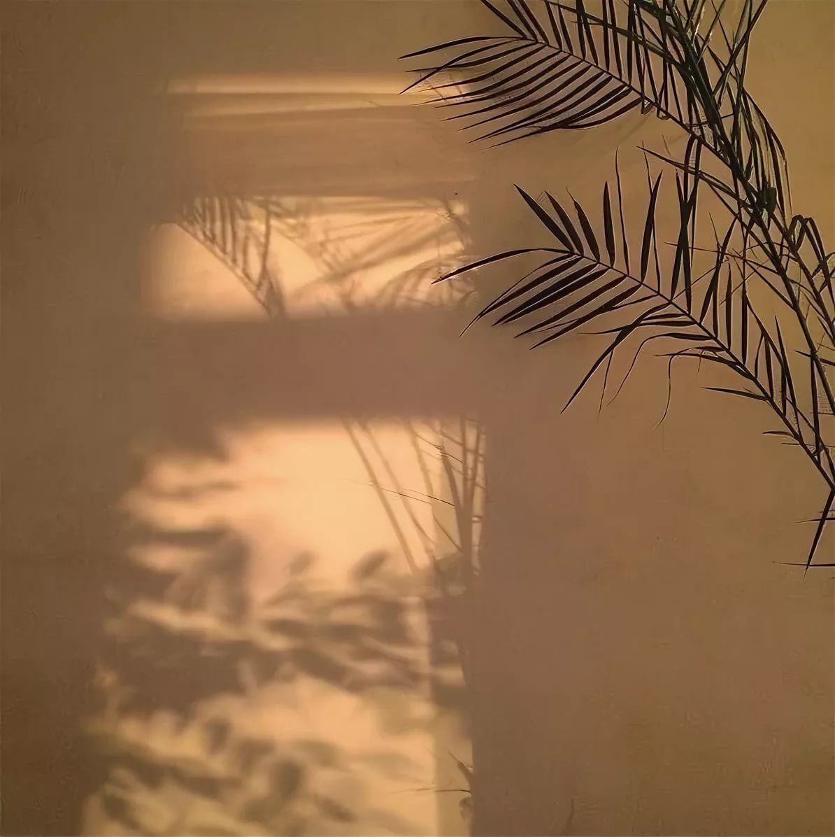 Бадьян специя