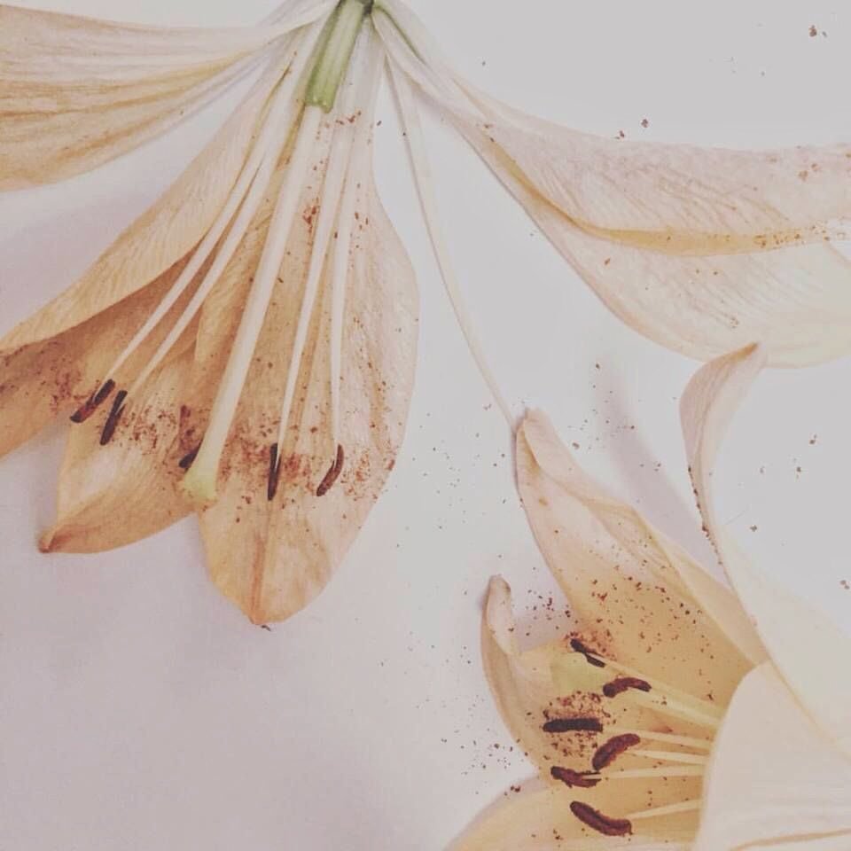 Эстетика коричневого