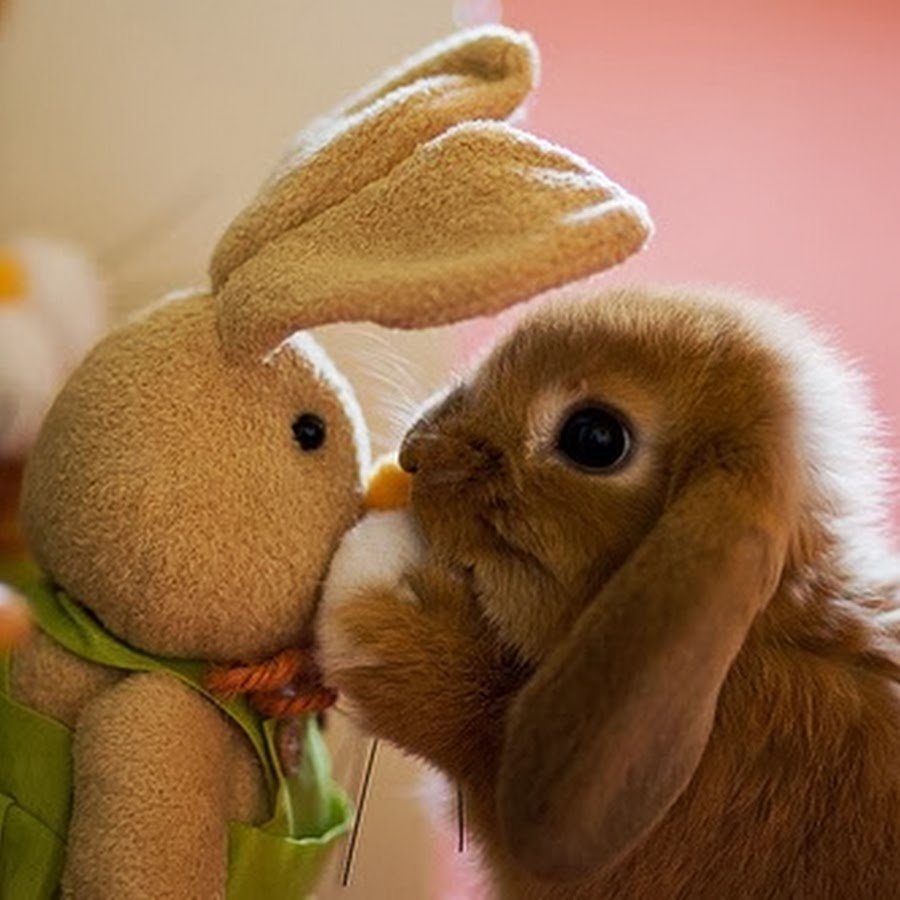 С добрым утром заяц