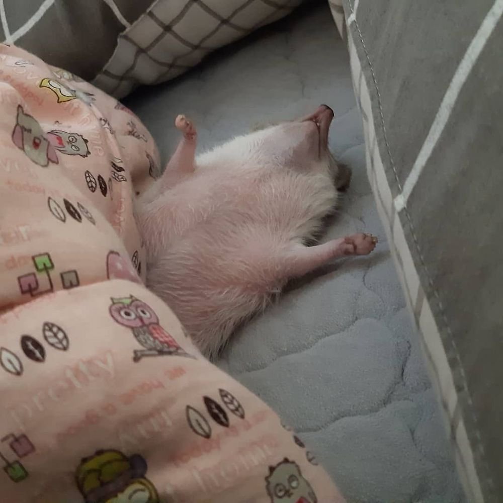 ТСС, котятки спят лайкнуть можно, но тихонечко