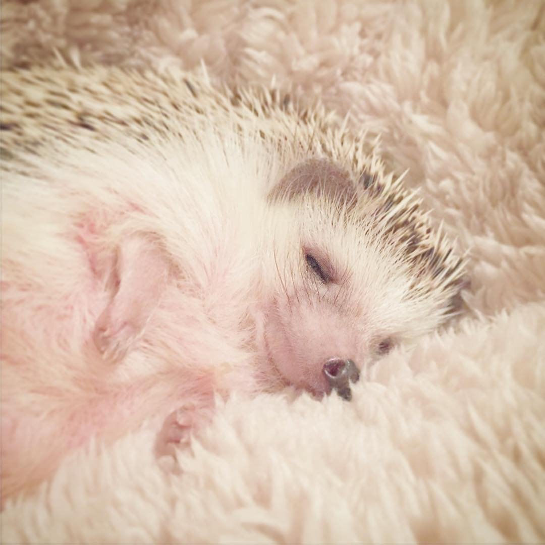 Спящие ежики