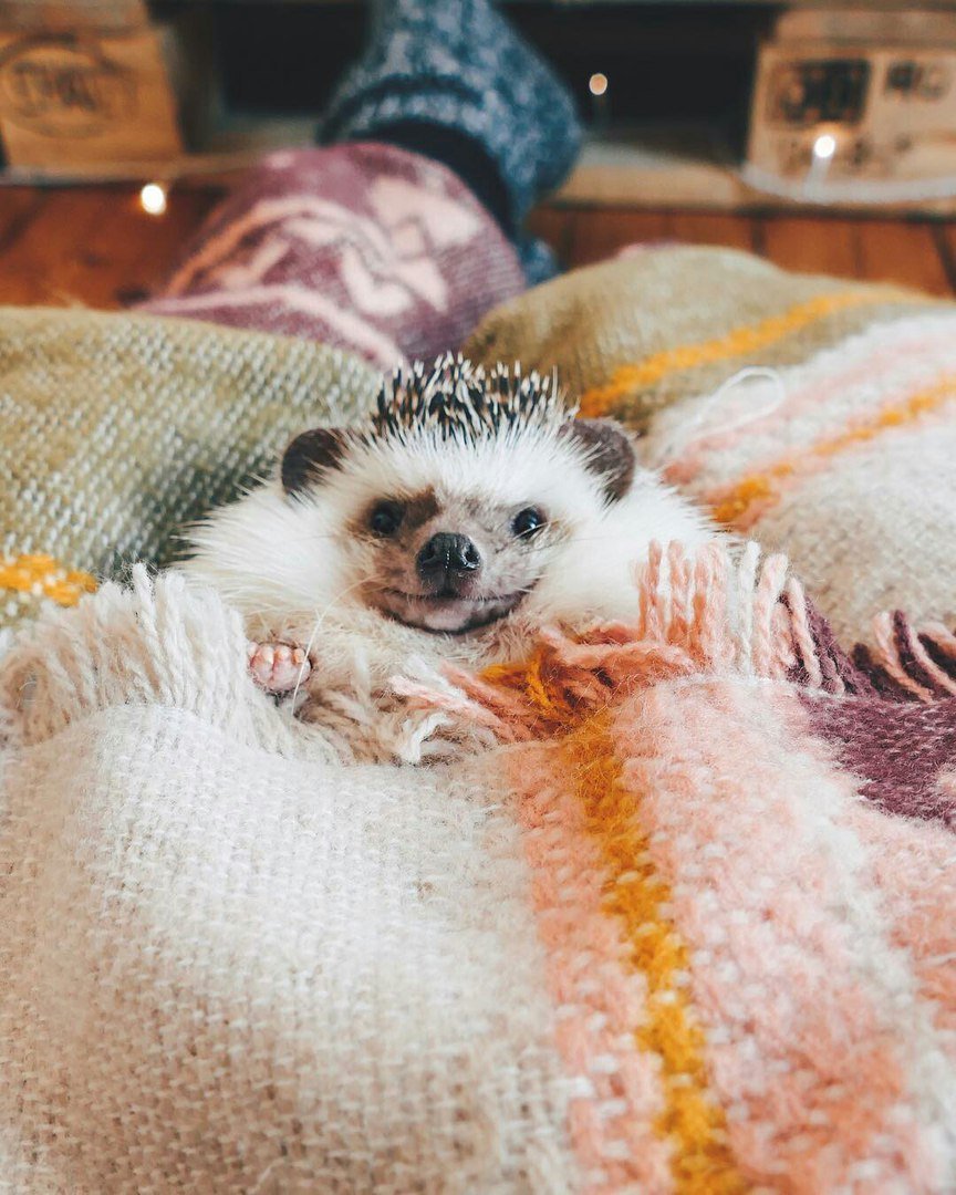 Ежик в одеяле