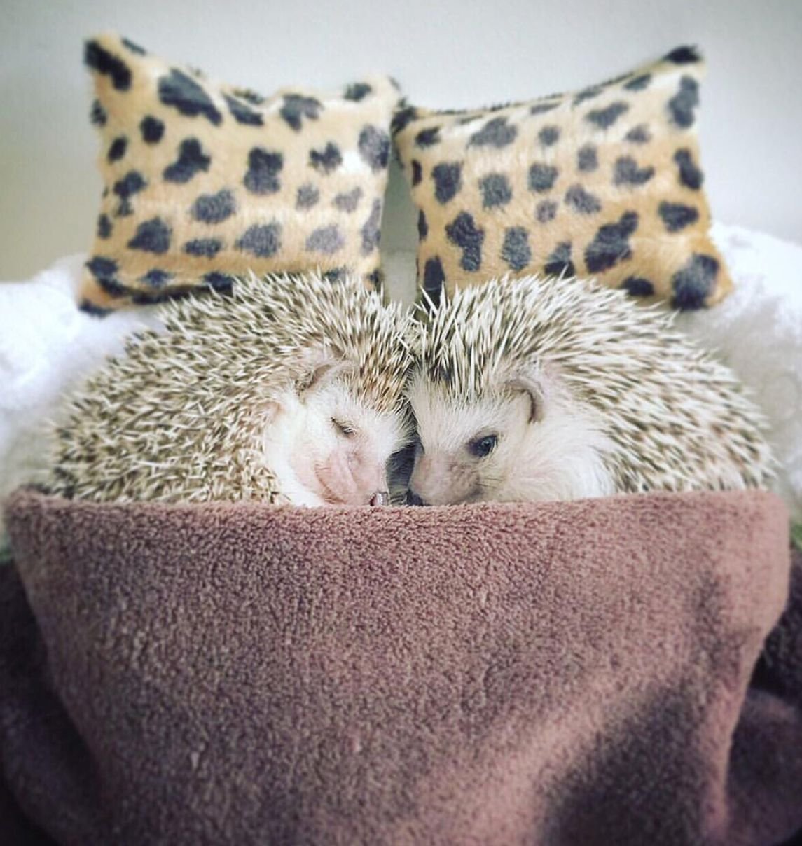 Влюбленные ежики