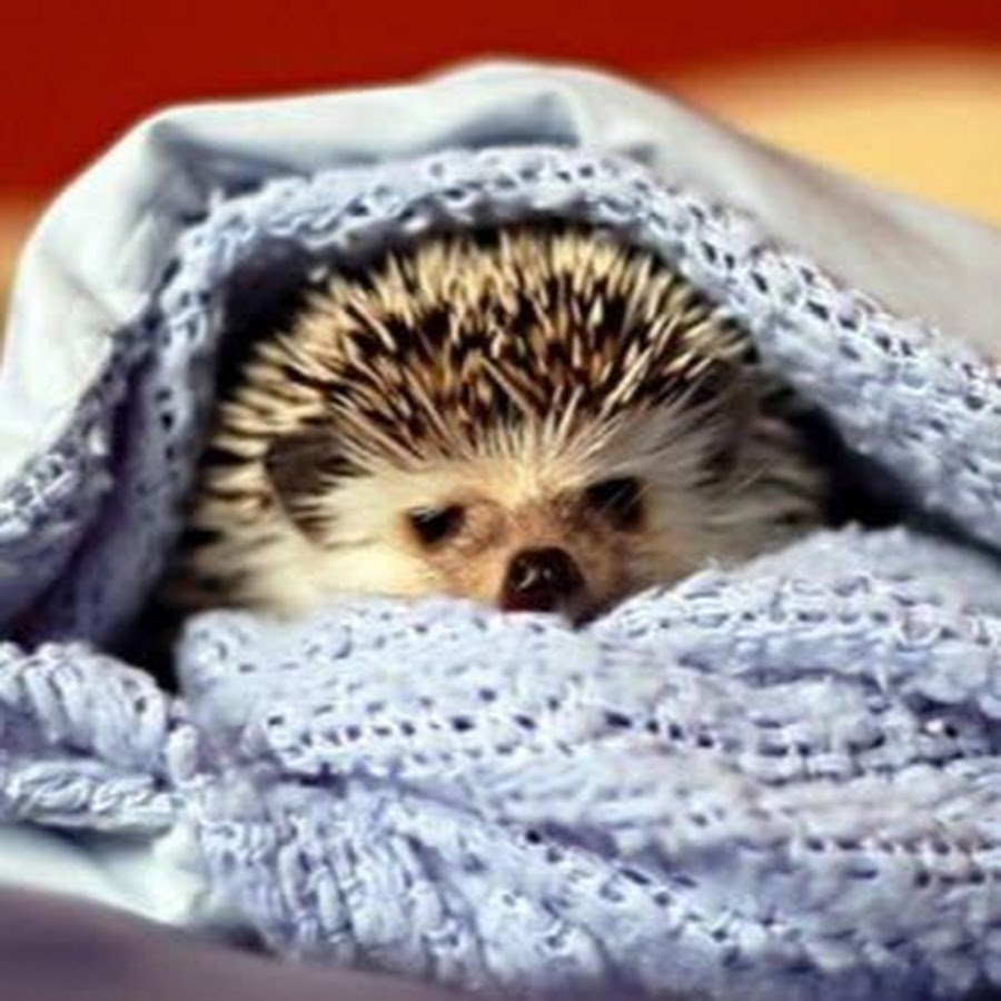 Ежик в постельке