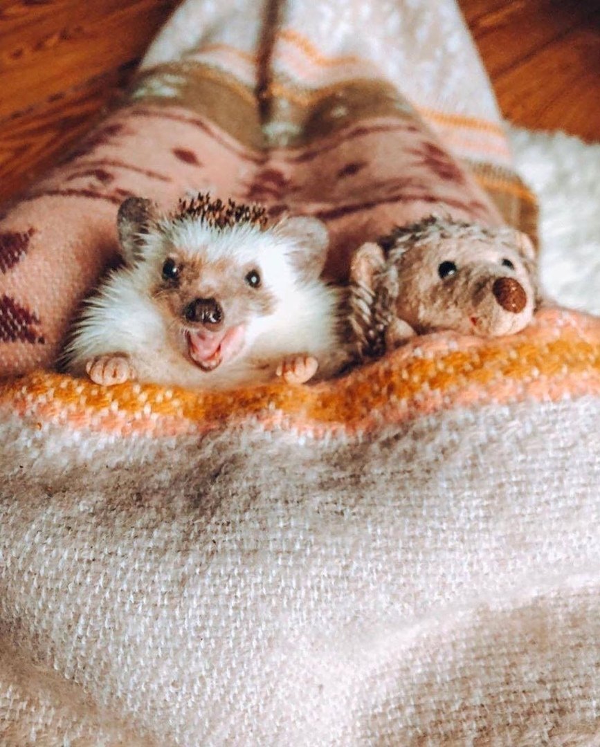 Спящие ежики