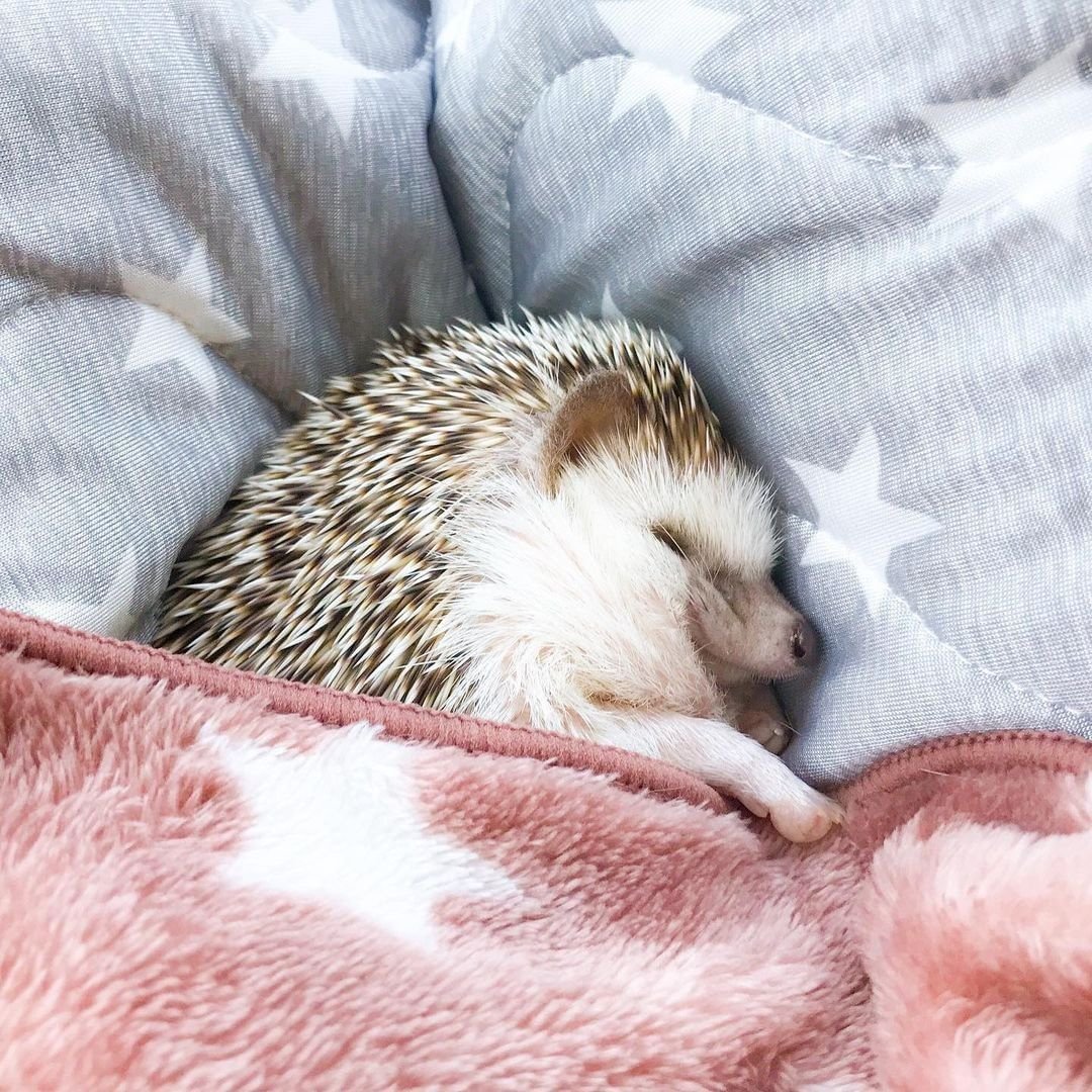 Ежики спят картинки новые