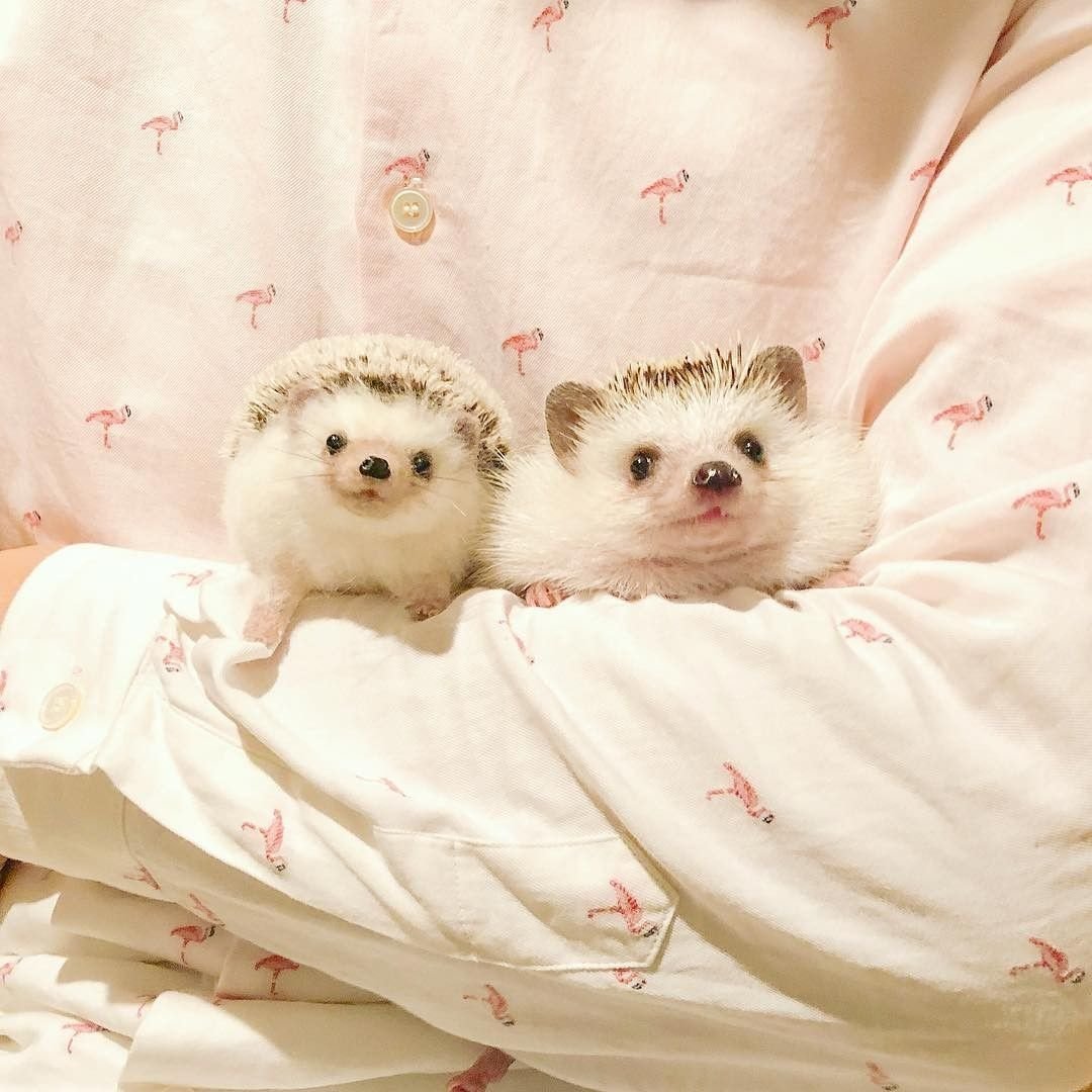 Ежики обнимаются