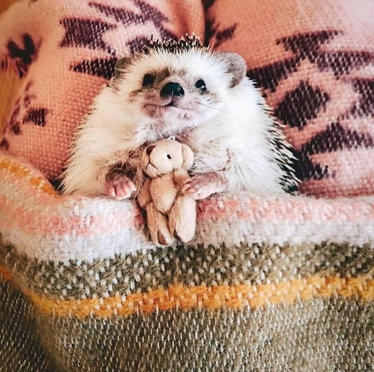 Еж в одеяле